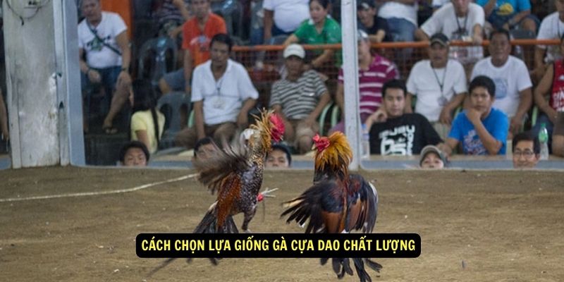 Giống gà cựa dao - Cách chọn