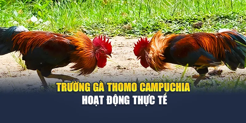 Trường gà Thomo Campuchia hoạt động thực tế