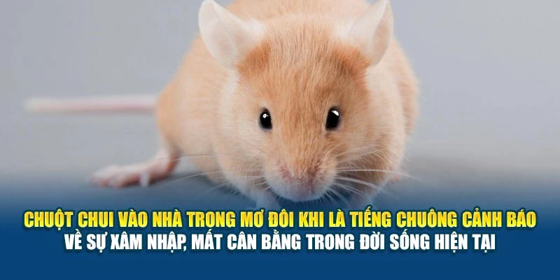 Chuột chui vào nhà trong mơ đôi khi là tiếng chuông cảnh báo về sự xâm nhập, mất cân bằng trong đời sống hiện tại