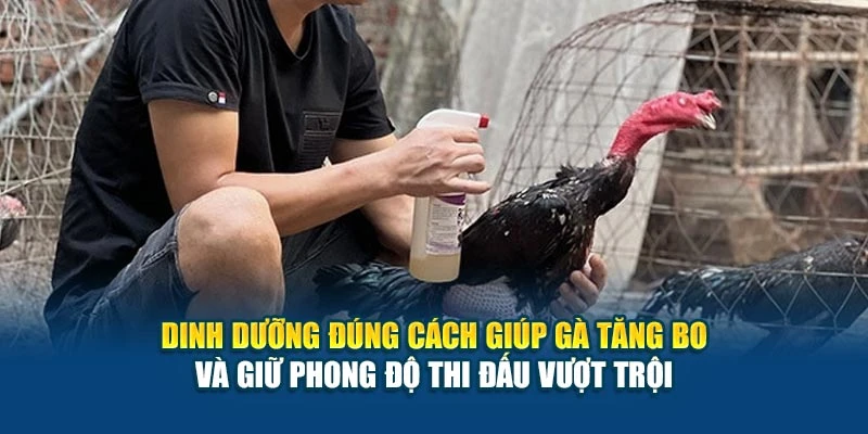 Dinh dưỡng đúng cách giúp gà tăng bo và giữ phong độ thi đấu vượt trội