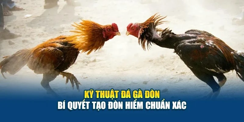 Kỹ Thuật Đá Gà Đòn - Bí Quyết Tạo Đòn Hiểm Chuẩn Xác