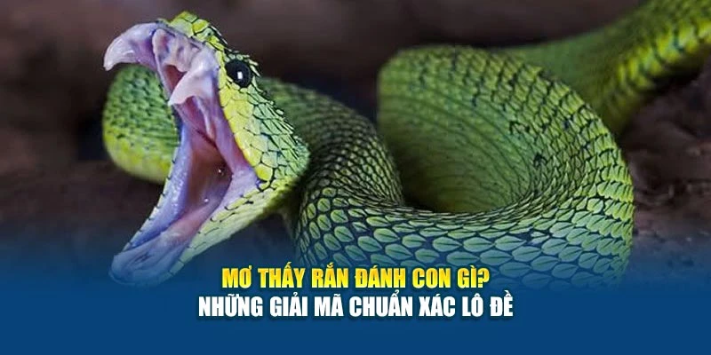 Mơ Thấy Rắn Đánh Con Gì? - Những Giải Mã Chuẩn Xác Lô Đề 3 Mơ Thấy Rắn Đánh Con Gì? - Những Giải Mã Chuẩn Xác Lô Đề